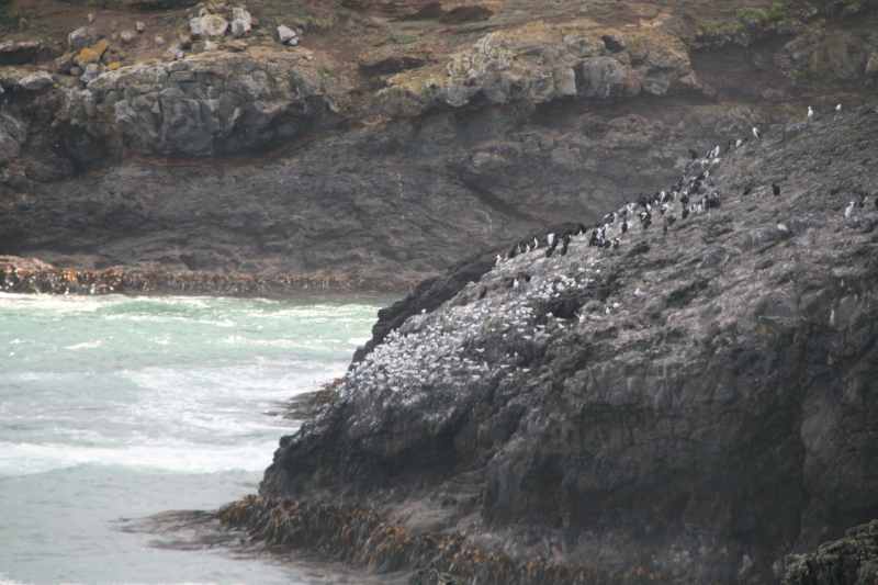 Nieuw-Zeeland 2011 - 1979